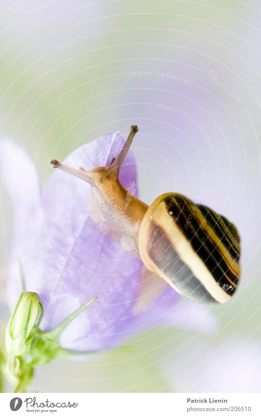 Auf Abwegen Umwelt Natur Tier Wildtier Schnecke 1 Schneckenhaus schleimig Blüte Glockenblume Fressen beobachten Blick oben feucht bänderschnecke mehrfarbig