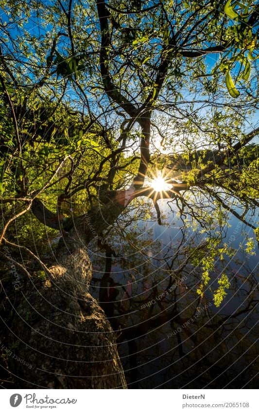 Gegenlicht Landschaft Wasser Sonne Sonnenaufgang Sonnenuntergang Sonnenlicht Baum Blatt Park Seeufer blau braun grün Darß Mecklenburg-Vorpommern Prerow Farbfoto