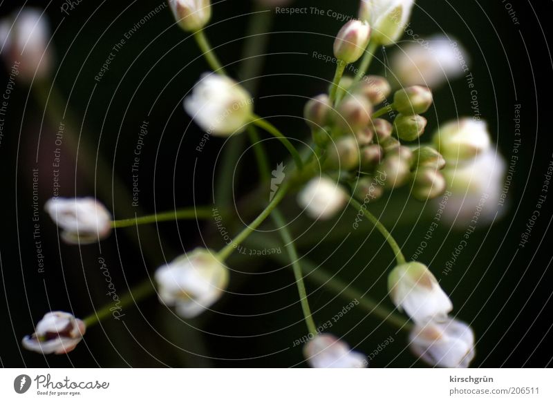 die Blume. Natur Pflanze Blüte ästhetisch schön grün schwarz weiß Farbfoto Makroaufnahme Hintergrund neutral Licht Kontrast Unschärfe Schwache Tiefenschärfe