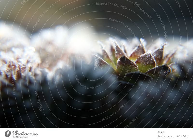 Trio Natur Winter Eis Frost Pflanze Kaktus frieren schön stachelig Farbfoto Außenaufnahme Detailaufnahme Tag Blitzlichtaufnahme Gegenlicht Unschärfe kalt