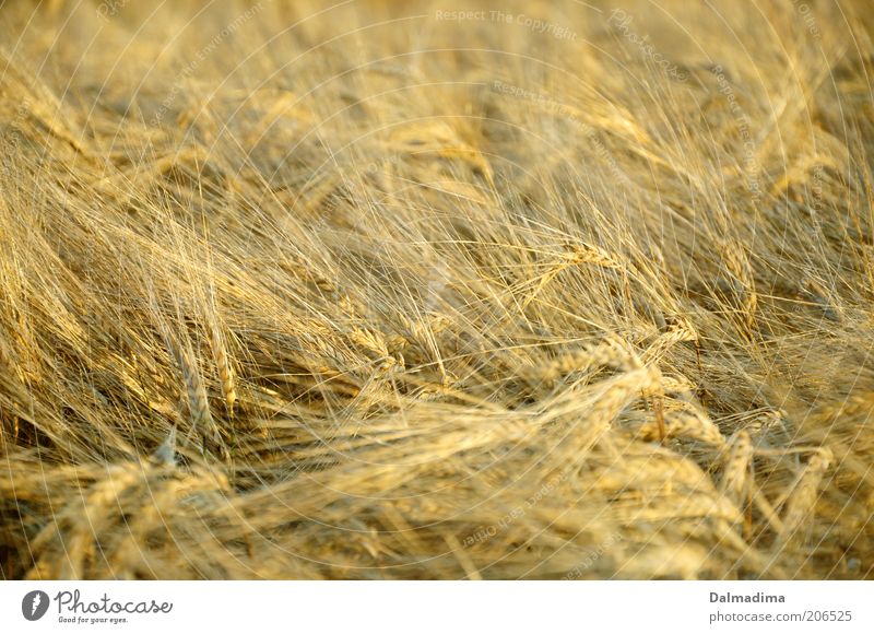 Weizenfeld Natur Sommer Pflanze Nutzpflanze Feld ästhetisch gut hell schön natürlich gelb gold Ackerbau Farbfoto Außenaufnahme Menschenleer Morgen Tag