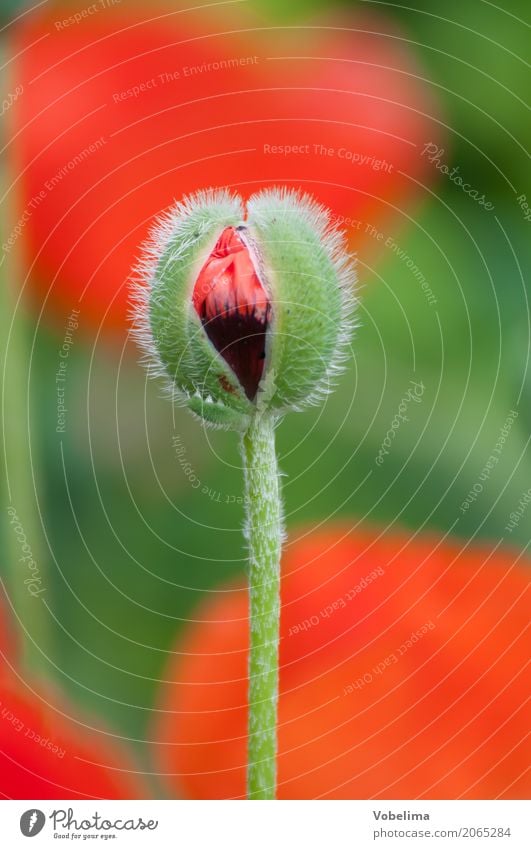 Mohnknospe Natur Pflanze Frühling Sommer Blume Blüte Garten Park mehrfarbig grün orange rot schwarz Farbfoto Außenaufnahme Makroaufnahme Menschenleer