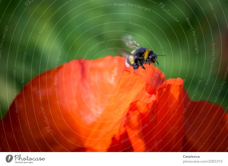 Genug gesammelt Natur Pflanze Tier Sommer Schönes Wetter Blume Blüte Mohnblüte Garten Hummel 1 Blühend fliegen verblüht gelb grün orange schwarz Stimmung Erfolg