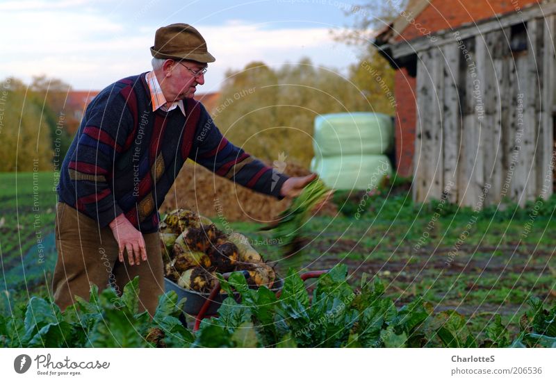 Rübenbauer Rübenfeld Zuckerrübe Schubkarre Silage Scheune Landwirtschaft Großvater 1 Mensch 60 und älter Senior Umwelt Pflanze Nutzpflanze Feld Mütze weißhaarig