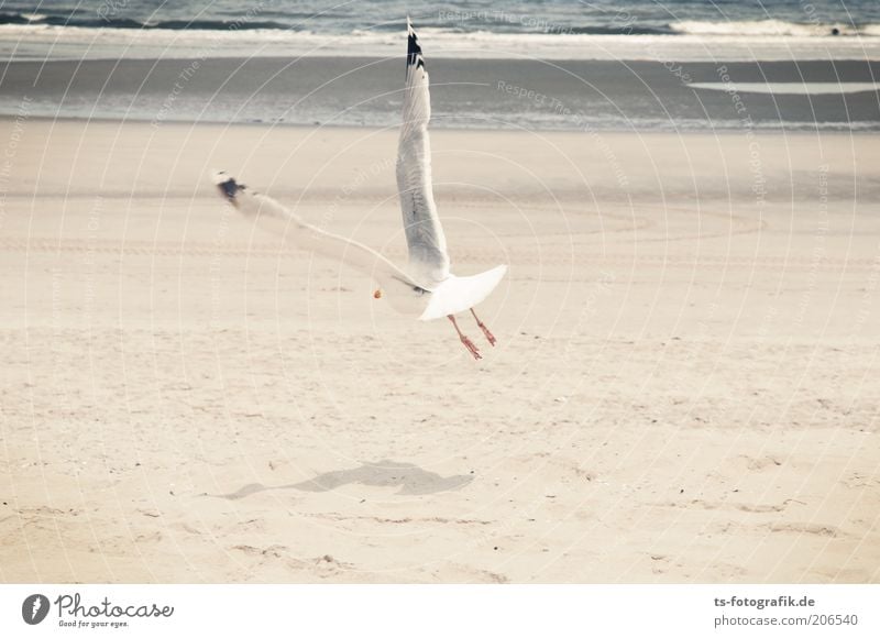 V-Flügler Ferien & Urlaub & Reisen Sommer Sommerurlaub Strand Meer Insel Wellen Tier Urelemente Wasser Nordsee Vogel Flügel Möwe Silbermöwe Wattenmeer 1 fliegen