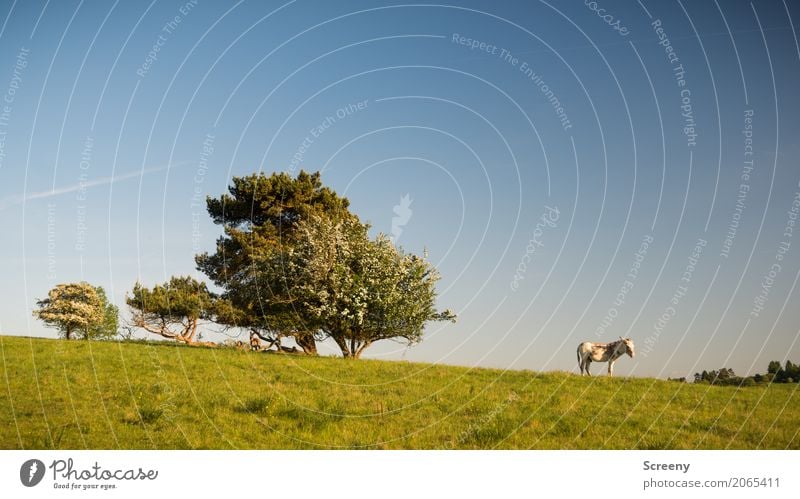 Der Weitblicker Ferien & Urlaub & Reisen Tourismus Ausflug Abenteuer wandern Natur Landschaft Pflanze Tier Himmel Wolkenloser Himmel Frühling Sommer