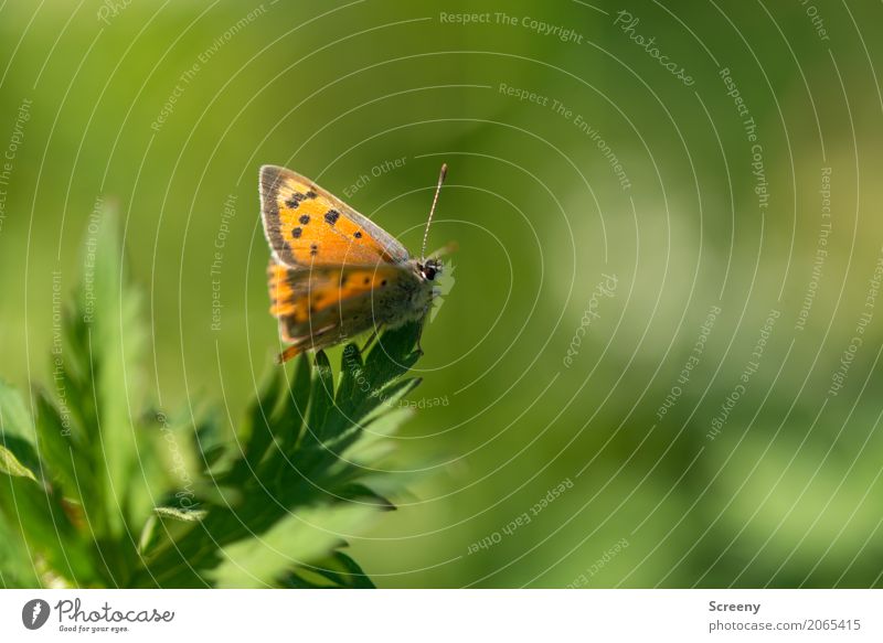 Falter Natur Pflanze Tier Frühling Sommer Schönes Wetter Blatt Wiese Schmetterling 1 sitzen warten klein braun gelb grün orange Gelassenheit geduldig ruhig