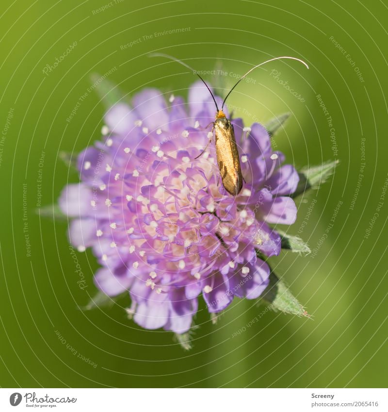 Goldig Natur Pflanze Tier Frühling Sommer Schönes Wetter Blume Wiese Feld Käfer 1 krabbeln klein gelb gold grün violett Fühler Farbfoto Außenaufnahme