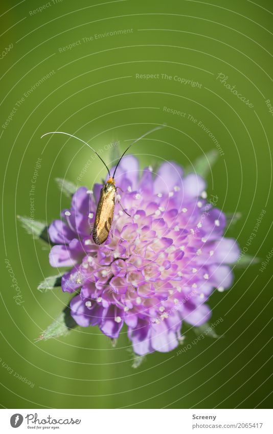 Goldiges Kerlchen Natur Pflanze Tier Frühling Sommer Schönes Wetter Blume Blüte Wiese Käfer 1 sitzen klein gold grün rosa zerbrechlich Fühler