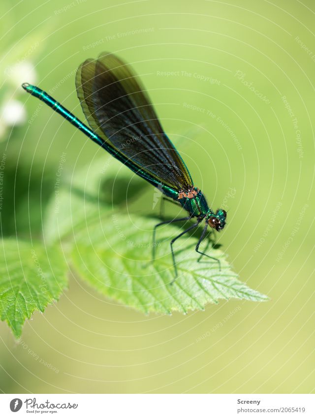 Startbereit Natur Pflanze Tier Frühling Sommer Schönes Wetter Sträucher Blatt Wiese Libelle Libellenflügel Insekt 1 sitzen warten Krankheit Gelassenheit