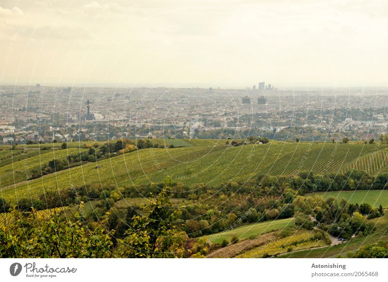 grüne Stadt? Umwelt Natur Landschaft Pflanze Himmel Wolken Horizont Wetter Baum Gras Sträucher Hügel Wien Österreich Hauptstadt Stadtrand Haus Hochhaus Turm