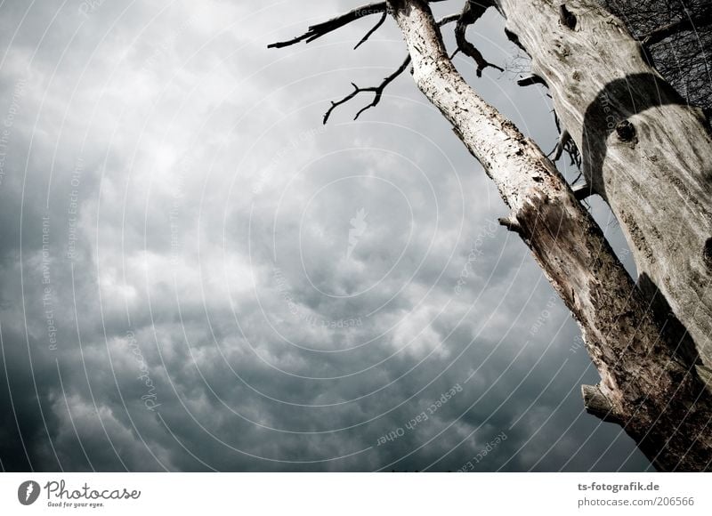 Entblätterungskünstler Umwelt Natur Pflanze Himmel Wolken Gewitterwolken Baum Wolkendecke kahl Holz Baumstamm alt bedrohlich dunkel natürlich braun grau bizarr