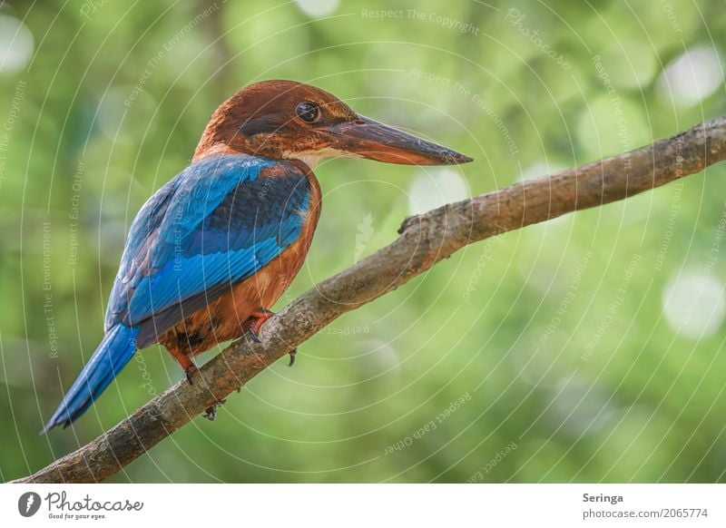 Geschafft... Danke Screeny Natur Pflanze Tier Baum Küste Seeufer Flussufer Moor Sumpf Teich Bach Wasserfall Wildtier Vogel Tiergesicht Flügel Krallen 1 fliegen