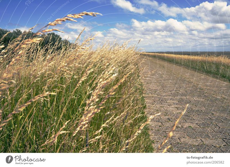 Ninja-Gräser greifen an Ferien & Urlaub & Reisen Tourismus Ausflug Sommer Sommerurlaub Insel Natur Landschaft Pflanze Himmel Wolken Horizont Schönes Wetter