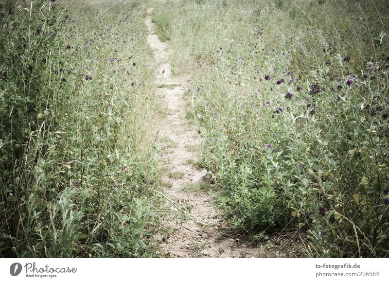 Getrampelter Pfad Natur Landschaft Pflanze Erde Sand Dürre Gras Sträucher Blüte Grünpflanze Wildpflanze Unkraut Distel Wiese Wege & Pfade Fußweg natürlich