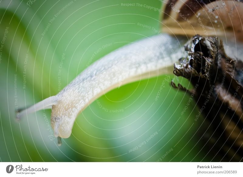 Laaaang machen Umwelt Natur Pflanze Tier Wildtier Schnecke Tiergesicht 1 strecken Fühler grün Farbfoto Makroaufnahme Menschenleer Textfreiraum oben Tag