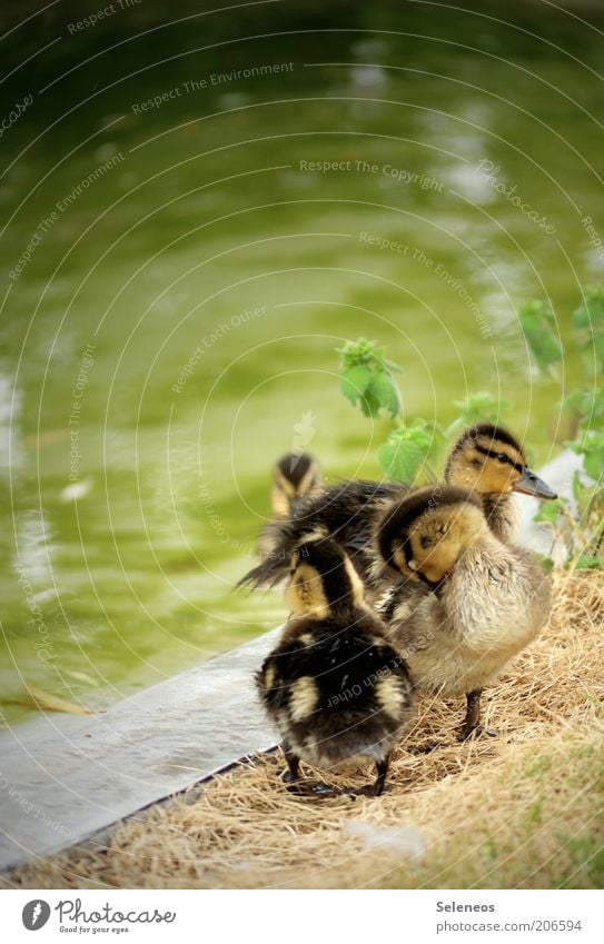 EnteEnteEnteEnte Umwelt Natur Wasser Frühling Sommer Flussufer Tier Fell Entenküken Ententeich Tiergruppe Tierjunges kuschlig klein niedlich Farbfoto