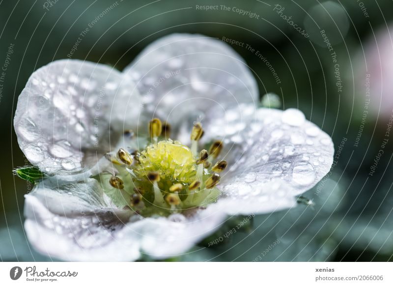 Erdbeerblüte nach dem Regen Erdbeeren Frucht Blume Blüte Garten Feld Frühling nass süß gelb grün weiß Wassertropfen Tropfen Fragaria Sammelfrucht