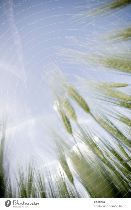 fahrt nach oben Getreide Ernährung Bioprodukte Vegetarische Ernährung Leben Sommer Natur Feld Grundbesitz ländlich Weizen Himmel Wolken Pflanze Wachstum Gras