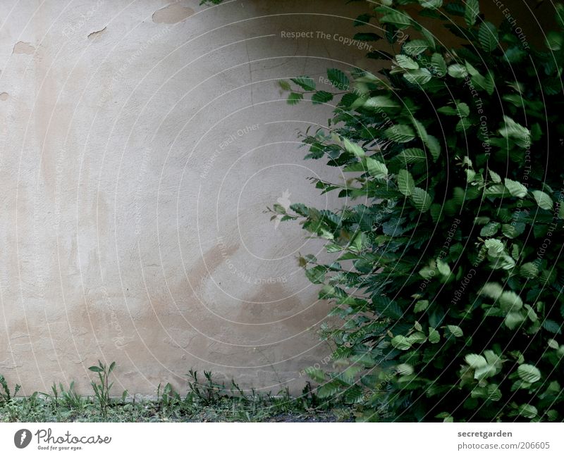 [H 10.1] secret garden. Umwelt Natur Pflanze Gras Sträucher Blatt Grünpflanze Mauer Wand Stein Wachstum grün Farbfoto Außenaufnahme Menschenleer