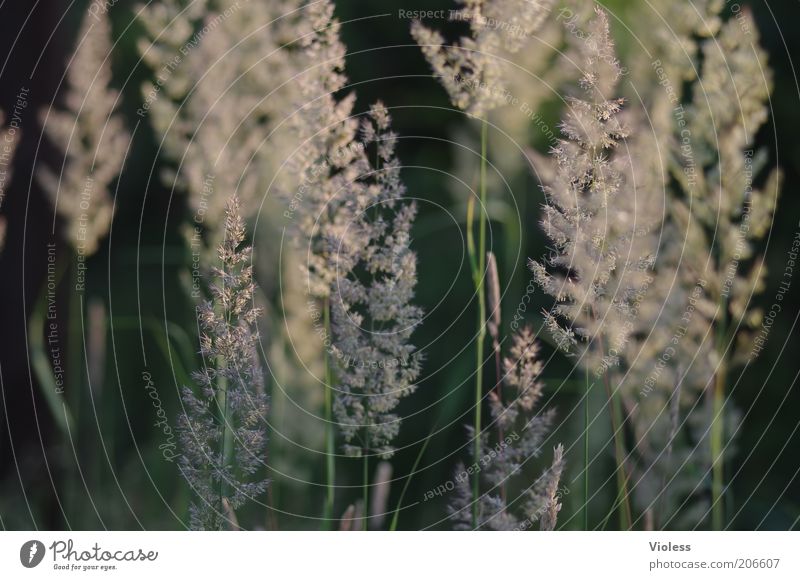 Morgenstimmung Natur Pflanze Sommer Gras Pollen Farbfoto Außenaufnahme Morgendämmerung Sonnenlicht Unschärfe Detailaufnahme Gräserblüte Samen