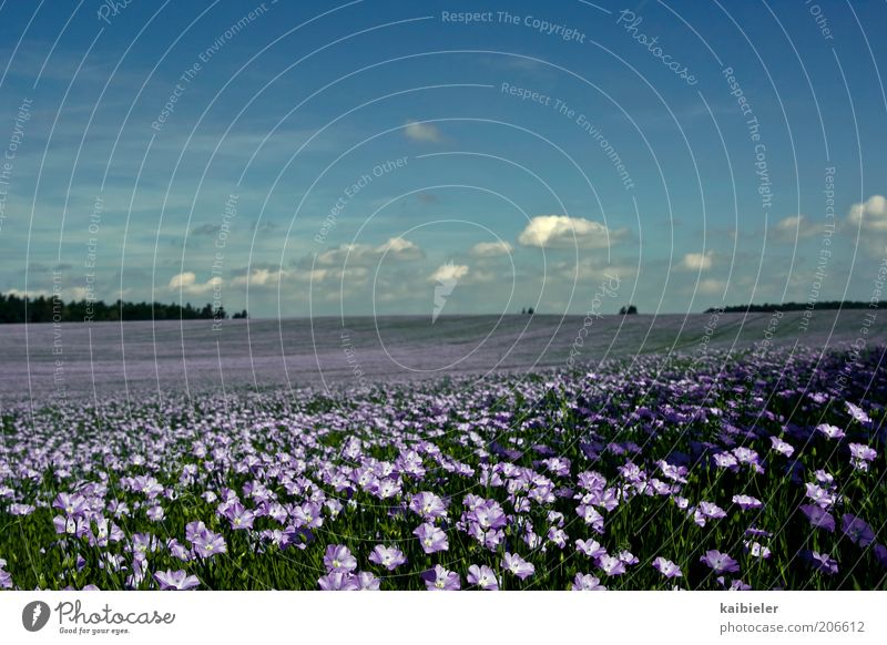 Blütenmeer Ferne Freiheit Sommer Umwelt Natur Landschaft Pflanze Himmel Wolken Horizont Schönes Wetter Blume Feld Unendlichkeit schön blau violett Usedom