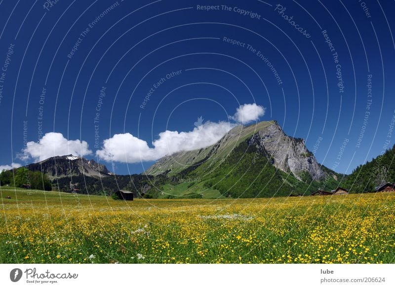 Blumenwiese Ferien & Urlaub & Reisen Sommer Berge u. Gebirge Umwelt Natur Landschaft Pflanze Wolken Klima Schönes Wetter Wiese blau Kanisfluh Frühlingswiese