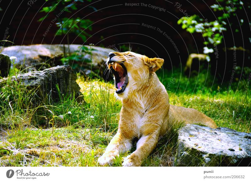 hear me scream! Natur Tier Wildtier Zoo 1 liegen schreien ästhetisch außergewöhnlich bedrohlich exotisch gigantisch groß natürlich wild gelb gold grün schwarz