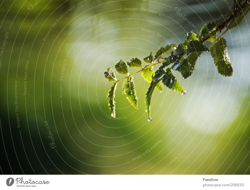 tropf, tropf Umwelt Natur Pflanze Urelemente Wasser Wassertropfen Sommer Regen Blatt nass natürlich grün Zweig tropfend Farbfoto mehrfarbig Außenaufnahme