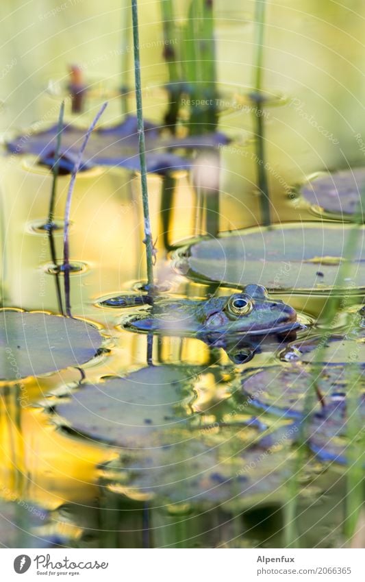 Frosch Umwelt Natur Landschaft Pflanze Seerosen Seerosenteich Seerosenblatt Moor Sumpf Teich Wildtier 1 Tier Schwimmen & Baden Erholung tauchen Coolness