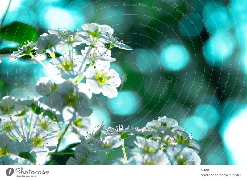 Blinker Duft Umwelt Natur Pflanze Frühling Blüte Blühend Wachstum frisch hell natürlich blau Stimmung Frühlingsgefühle Lichtpunkt Farbfoto mehrfarbig