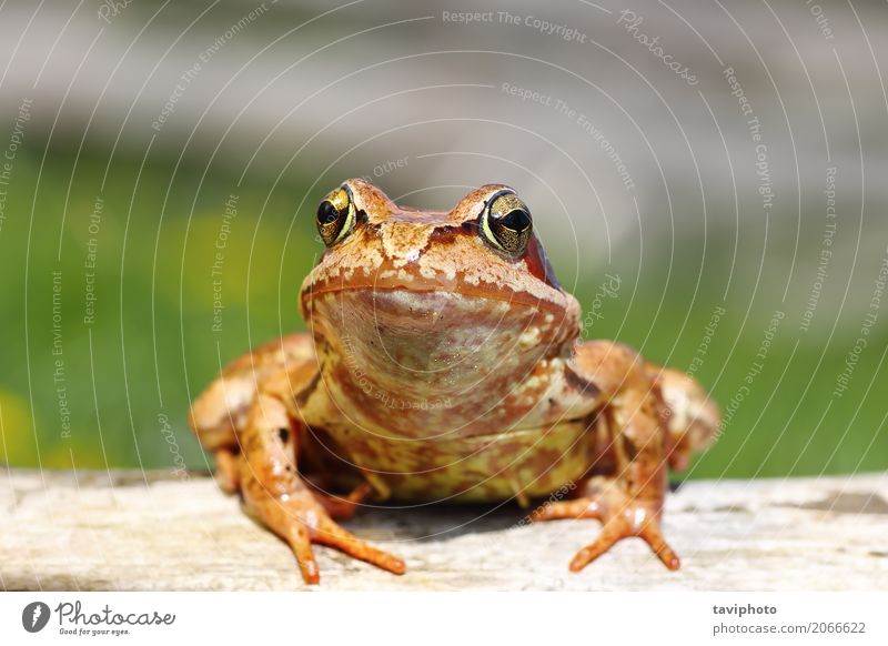 Nahaufnahme von gemeinsamen europäischen Frosch Garten Umwelt Natur Tier Wald Teich beobachten stehen klein lustig nass natürlich schleimig wild braun grün