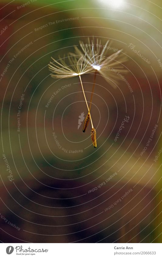 zusammen fliegende Pusteblumensamen Natur Pflanze Luft Blume Blüte Löwenzahn Farbfoto Außenaufnahme Makroaufnahme Morgen Samen weiß Nahaufnahme Frühling Tag