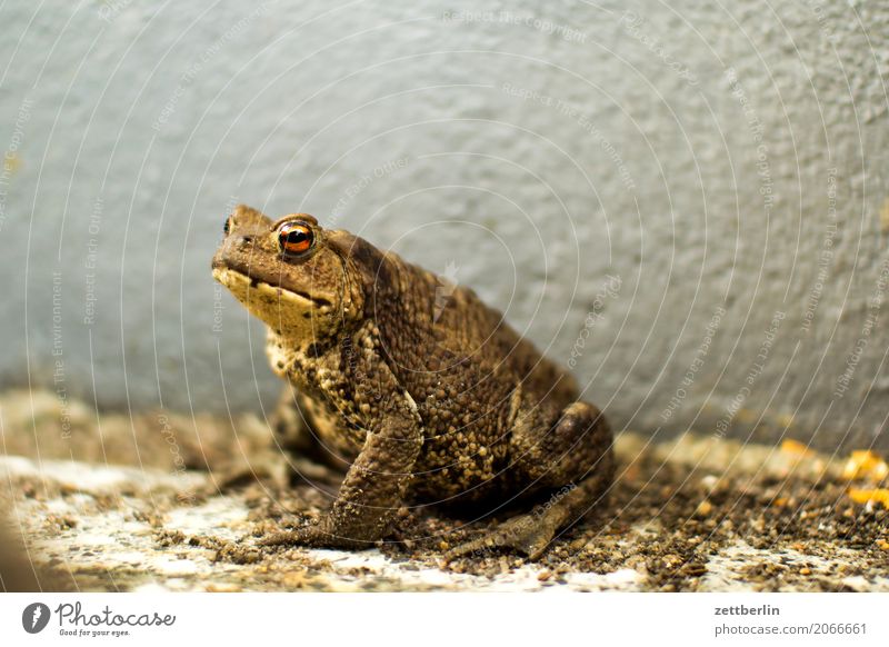 Erdkröte Frosch Kröte Lurch Molch Reptil Menschenleer Textfreiraum Natur Sommer Tier Amphibie sitzen warten Wand Ecke Nische Schlechte Laune Umweltschutz