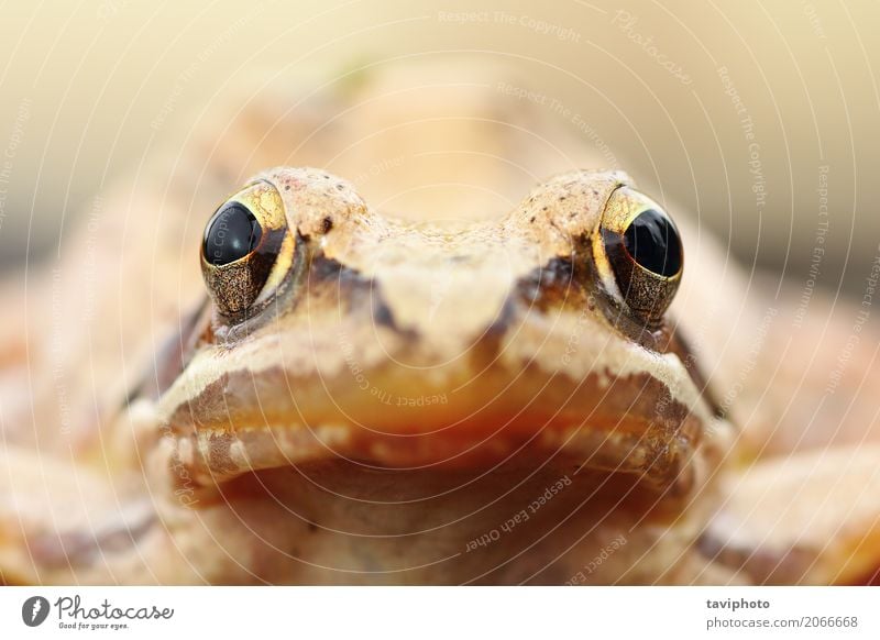 Rana-Dalmatinaporträt Gesicht Natur Tier klein natürlich niedlich wild braun Farbe dalmatina agil Frosch Bild Schuss Kopf Auge interessant Europäer Fotografie