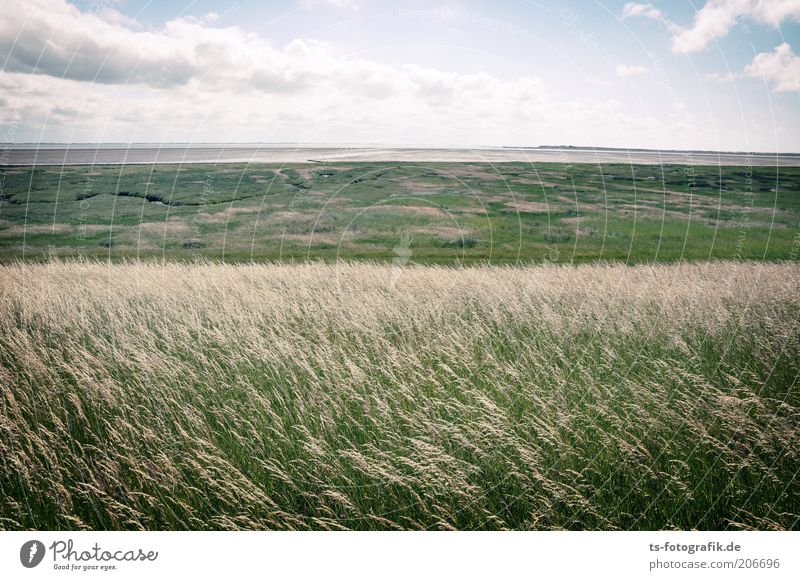 Gegen den Wind gebürstet Ferien & Urlaub & Reisen Tourismus Ferne Sommer Sommerurlaub Himmel Wolken Horizont Pflanze Gras Grünpflanze Wiese Küste Strand Nordsee