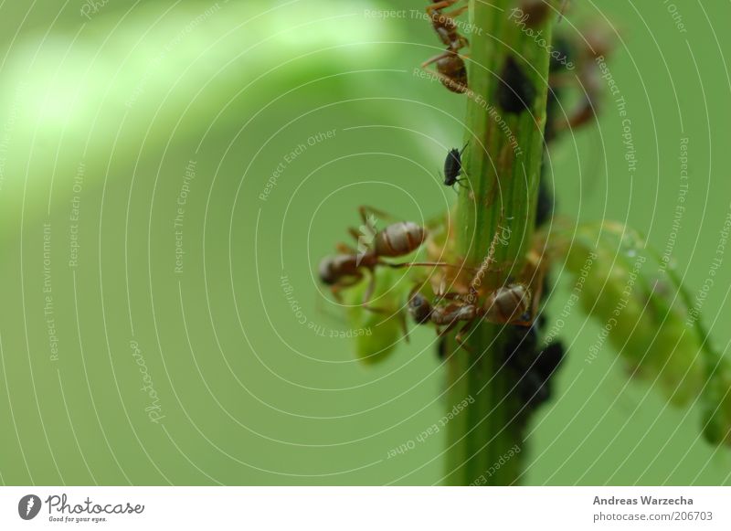 Molkereibetrieb Umwelt Natur Pflanze Tier Sommer Grünpflanze Wildtier Ameise Blattläuse Insekt 4 Tiergruppe Bewegung Fressen authentisch einfach frei grün