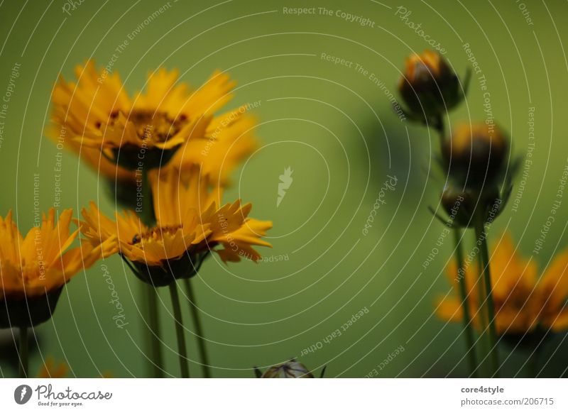 Coreopsis Grandiflora Umwelt Natur Pflanze Blume Blüte schön gelb gold grün Stimmung Coreopsis grandiflora sommerblume Farbfoto mehrfarbig Außenaufnahme