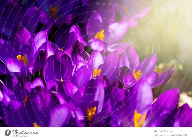 Frühling Stil Duft Sommer Garten Ostern Natur Pflanze Erde Schönes Wetter Blume Park Wiese atmen leuchten Wachstum ästhetisch frei Freundlichkeit natürlich neu