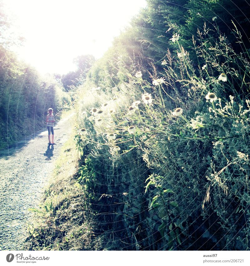 Little Miss aussi Kind Mädchen Blick Gegenlicht Wege & Pfade Fußweg Sonne Kamille Strahlung Spaziergang Ausflug Ausflugsziel Erholung Sonnenlicht Sommer