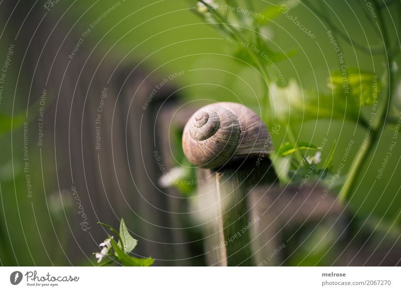 last one ... Delikatesse Schnecke Umwelt Natur Sommer Schönes Wetter Pflanze Blume Sträucher Blüte Grünpflanze Pflanzenteile zarte Blüten Garten Tier Weichtier