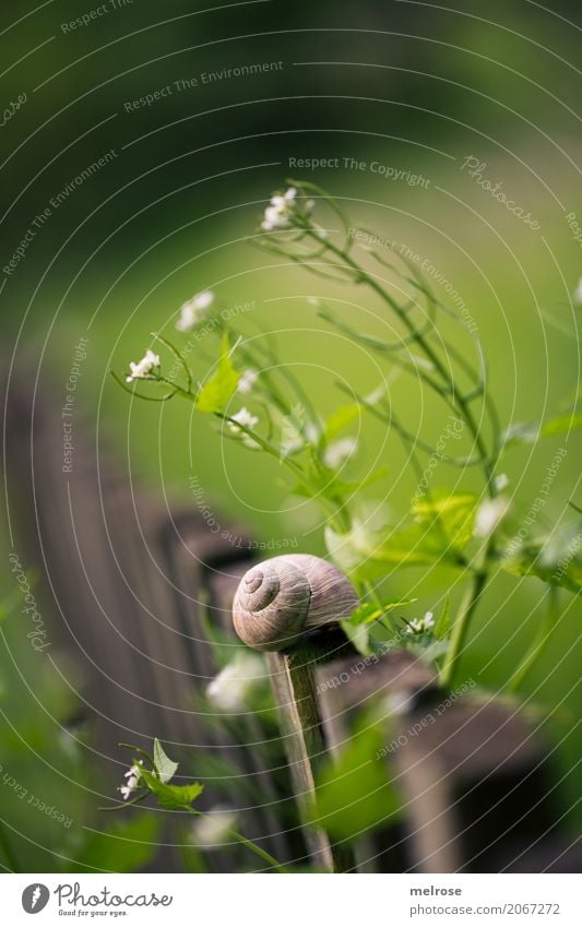 Schnecken-Townhouse Delikatesse Umwelt Natur Sonnenlicht Sommer Schönes Wetter Pflanze Gras Sträucher Blüte Wildpflanze Garten Tier Weichtier 1 Idylle