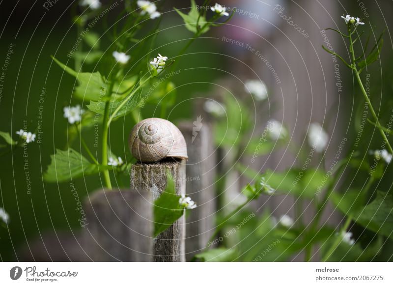 Im Grünen ... Lebensmittel Schnecke Weichtier Delikatesse Umwelt Natur Sommer Schönes Wetter Pflanze Blume Sträucher Blüte Wildpflanze Pflanzenteile Garten 1