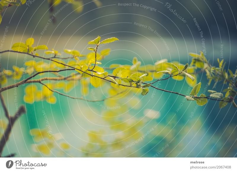 Blatt-GRÜN ... Ausflug Sommer Sommerurlaub Sonne Umwelt Natur Sonnenlicht Schönes Wetter Wärme Pflanze Baum Grünpflanze Wildpflanze Zweige u. Äste Blätter See