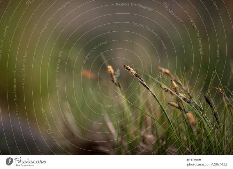 Gräserblüte elegant Umwelt Natur Erde Sonnenlicht Sommer Schönes Wetter Pflanze Gras Blüte Grünpflanze Wildpflanze Lebewesen Seeufer sommerlich Leichtigkeit