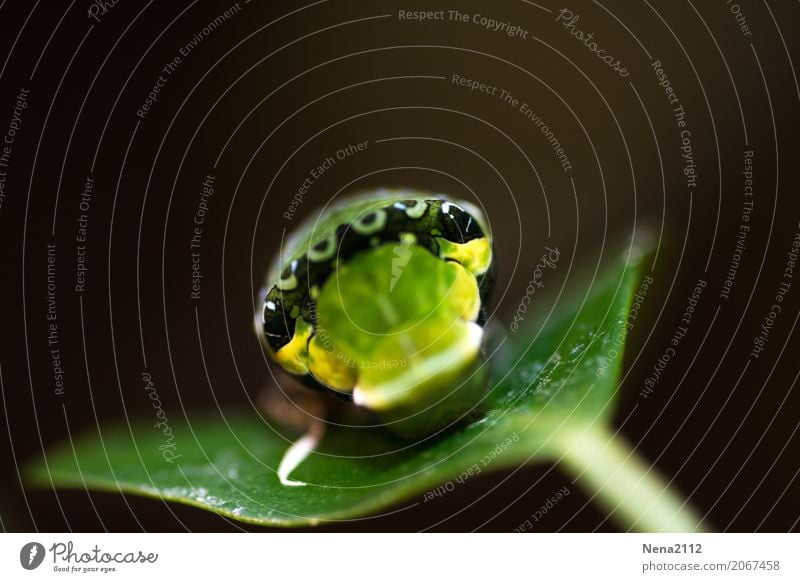 Blick der Raupe... Umwelt Natur Tier Frühling Sommer Pflanze Blatt Schmetterling Tiergesicht 1 grün Traurigkeit Einsamkeit Auge Farbfoto Nahaufnahme