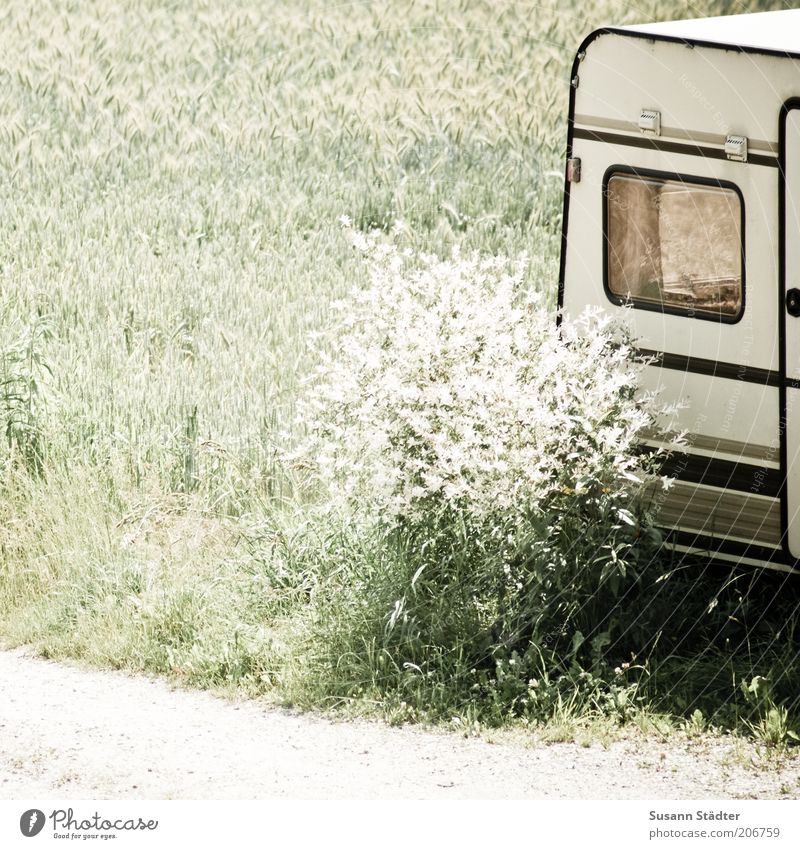 wie die Holländer Pflanze Sommer Gras Sträucher Feld Wohnwagen Tür Streifen buschig Wege & Pfade Camping Campingplatz Ferien & Urlaub & Reisen Naturliebe Weizen