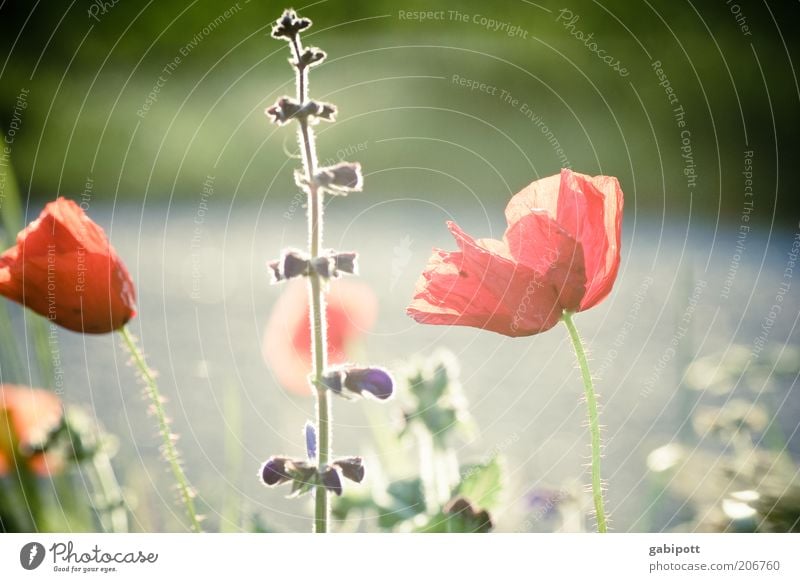 Traditionen Umwelt Natur Pflanze Sommer Schönes Wetter Blüte Wildpflanze Mohn Mohnblüte Mohnblatt Wiesenblume Blühend wild Gedeckte Farben Außenaufnahme