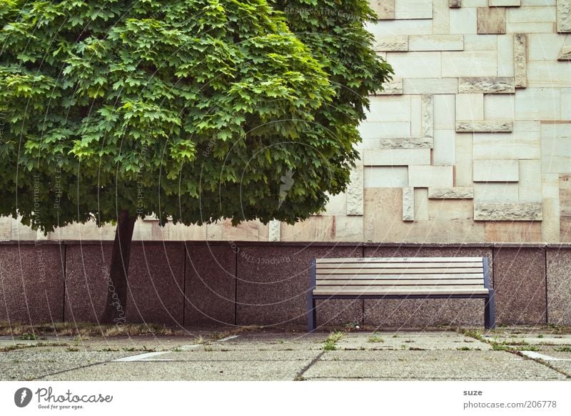 Bankgeheimnis Umwelt Natur Pflanze Klima Baum Park Platz Gebäude Architektur Mauer Wand Fassade Wege & Pfade Stein Beton Holz Wachstum authentisch trist grau