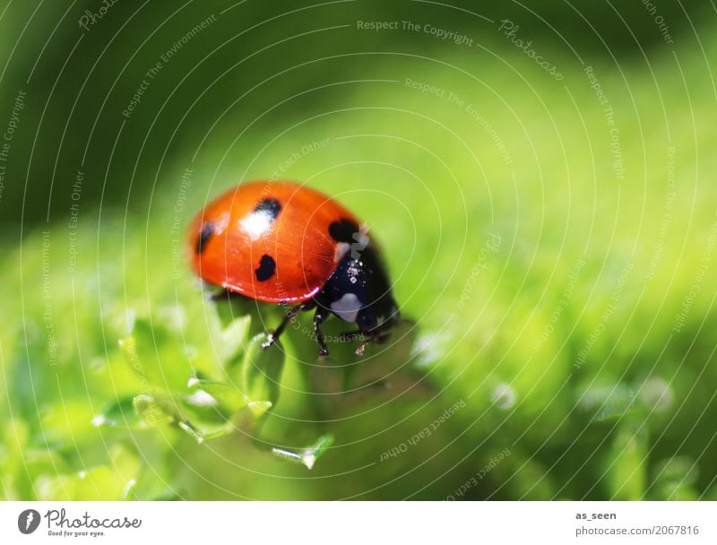 Sonnenbad harmonisch Tier Käfer Marienkäfer 1 fliegen krabbeln einfach klein niedlich positiv grün rot Gefühle Fröhlichkeit Zufriedenheit Frühlingsgefühle